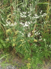 Eupatorium serotinum