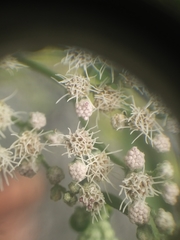 Eupatorium serotinum