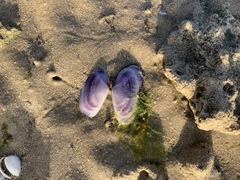 Hiatula alba