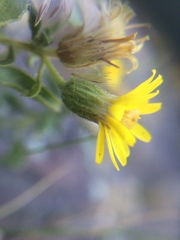 Heterotheca hirsuta
