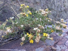 Heterotheca hirsuta