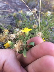 Heterotheca hirsuta