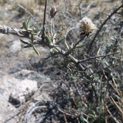 Brachyclados lycioides
