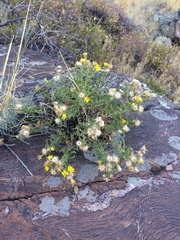 Heterotheca hirsuta