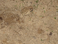 Anaxyrus compactilis