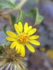 Heterotheca hirsuta