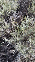 Anarthrophyllum elegans