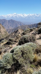 Anarthrophyllum elegans