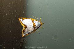 Titulcia confictella