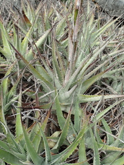 Encholirium disjunctum