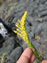 Encholirium disjunctum