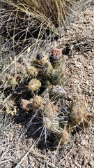 Maihueniopsis ovata