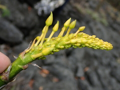 Encholirium disjunctum