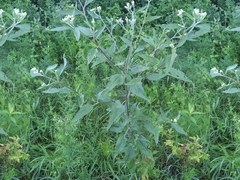 Eupatorium serotinum