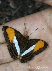 Adelpha cytherea cytherea