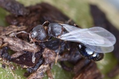 Temnothorax schaumii