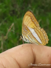 Adelpha cytherea cytherea