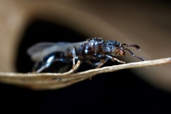 Temnothorax schaumii