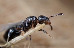 Temnothorax schaumii