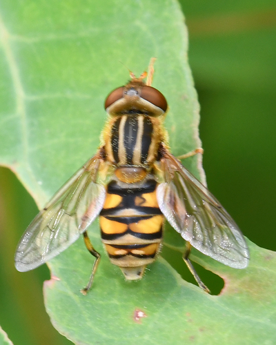 Common Bog Fly photo 5