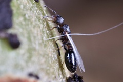 Temnothorax schaumii