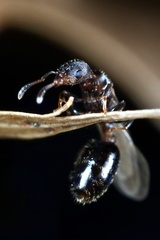 Temnothorax schaumii