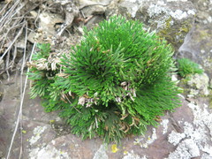 Selaginella tamariscina