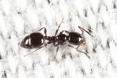 Monomorium emarginatum