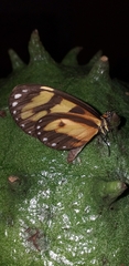 Ithomia iphianassa