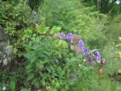 Aconitum axilliflorum