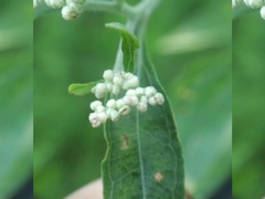 Eupatorium serotinum