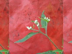 Eupatorium serotinum