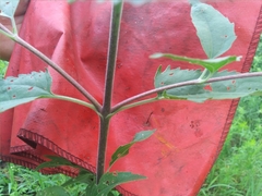 Eupatorium serotinum