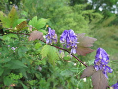 Aconitum axilliflorum