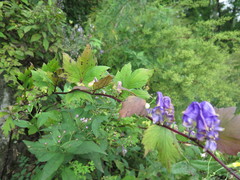 Aconitum axilliflorum