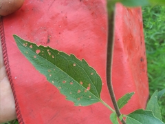 Eupatorium serotinum