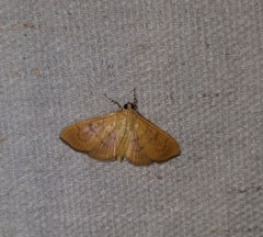 Psara obscuralis