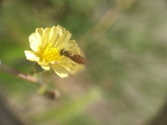 Lactuca serriola