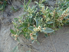 Polygonum sericeum
