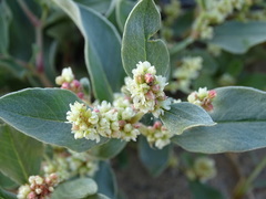 Polygonum sericeum