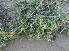 Polygonum sericeum