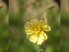 Lactuca serriola