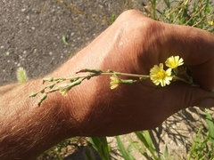 Lactuca serriola
