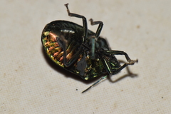 Pachycoris klugii