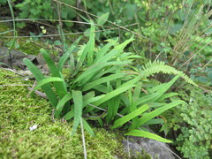 Lepisorus ussuriensis