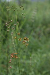 Vincetoxicum pycnostelma