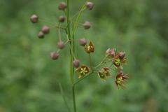 Vincetoxicum pycnostelma