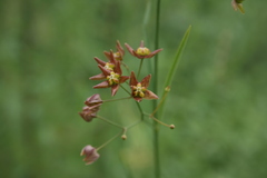 Vincetoxicum pycnostelma