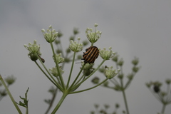 Graphosoma rubrolineatum