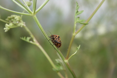 Graphosoma rubrolineatum